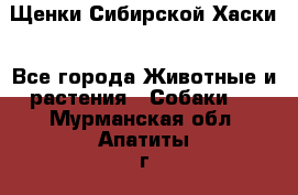 Щенки Сибирской Хаски - Все города Животные и растения » Собаки   . Мурманская обл.,Апатиты г.